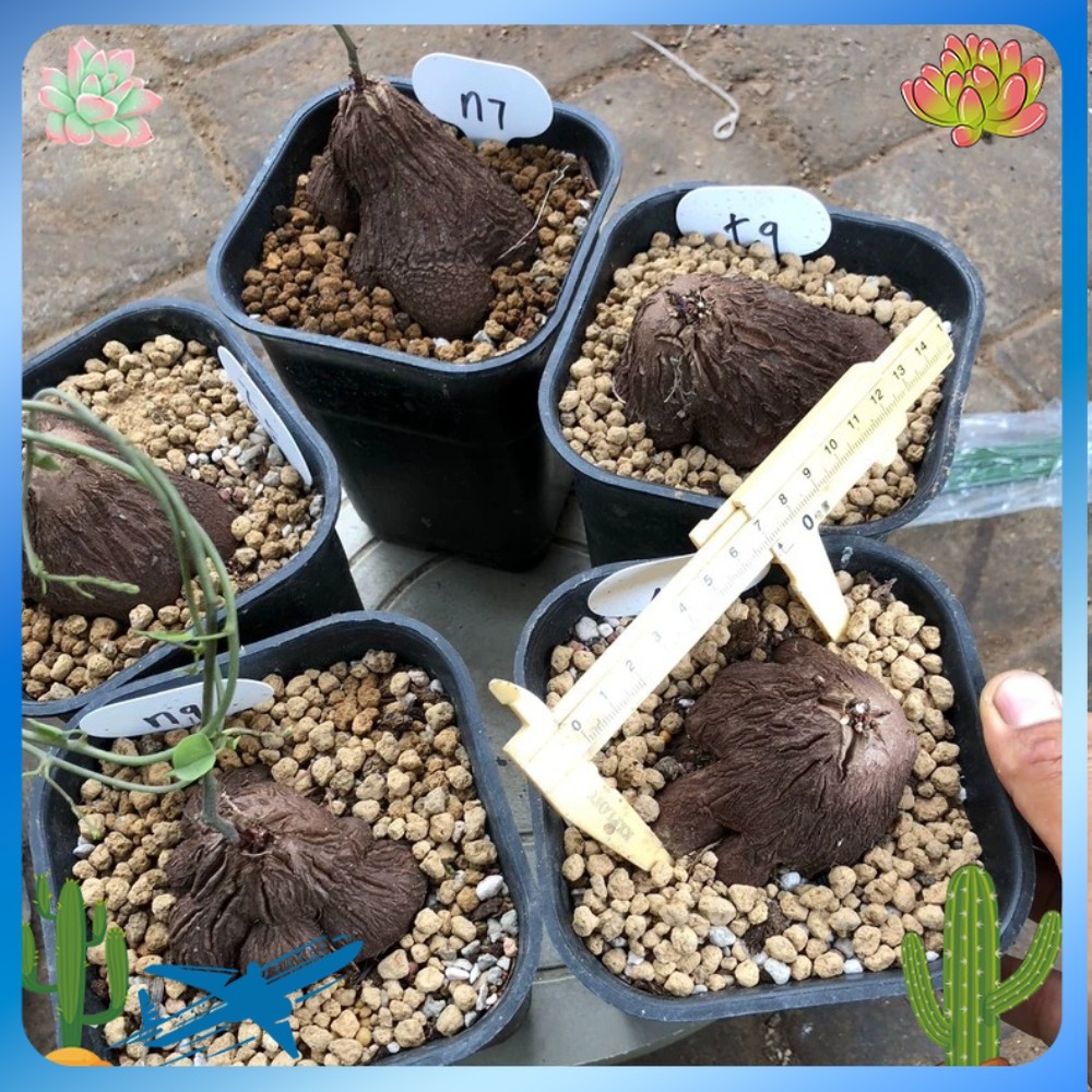 1PCS 6-7cm Cactis Dioscorea sylvatica Caudex Cactis Garden Planting 1PCS 6-7cm Cactis Dioscorea sylvatica Caudex Cactis Garden Planting