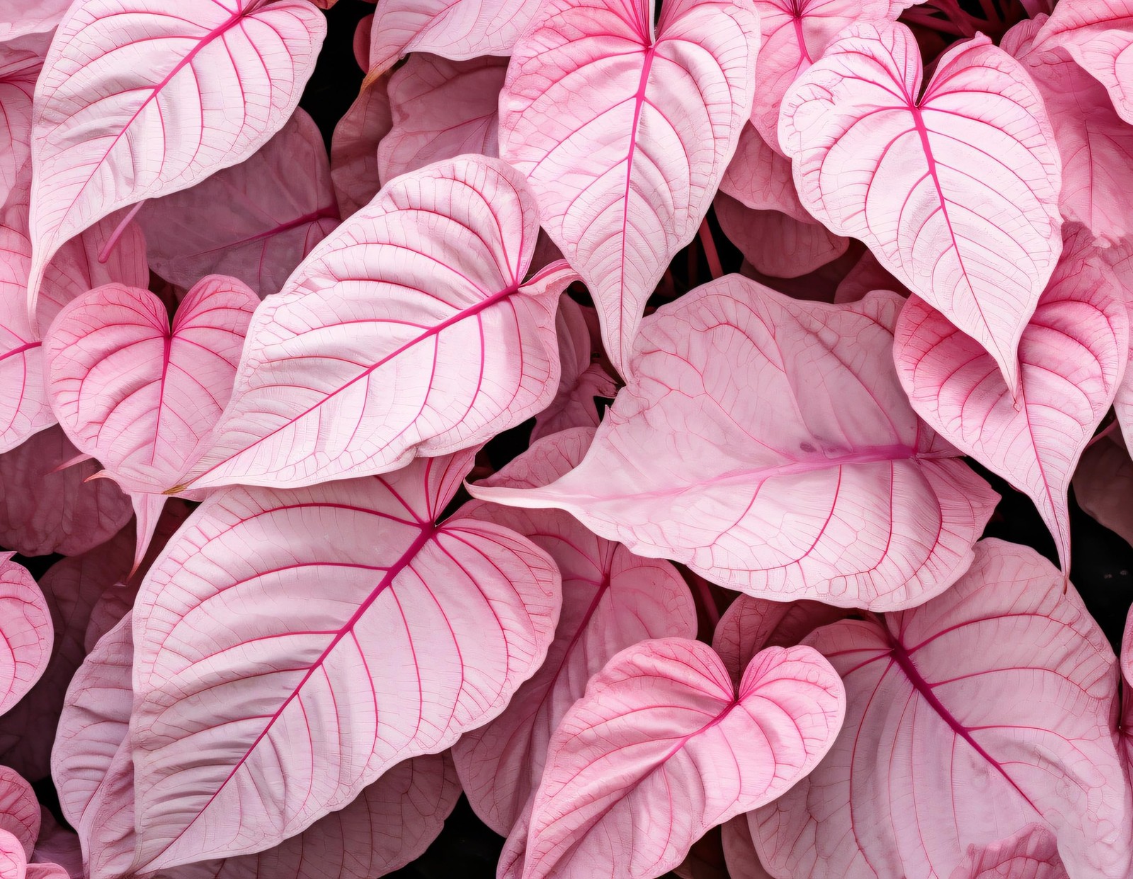 6 Pinky Swear Caladium Bulbs for Planting Perennial Hosta, Elephant Ears, Fa... 6 Pinky Swear Caladium Bulbs for Planting Perennial Hosta, Elephant Ears, Fa...