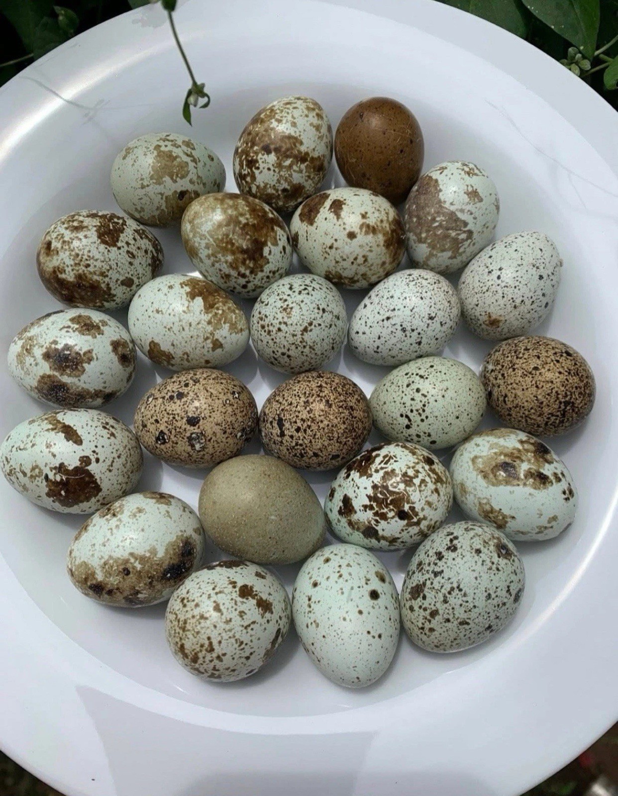 12 Exotic Colors Coturnix Quail Hatching Eggs