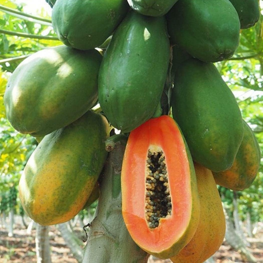 30 Fresh Red Lady Papaya Seeds, Organic Seeds, Easy To Grow #120 30 Fresh Red Lady Papaya Seeds, Organic Seeds, Easy To Grow #120