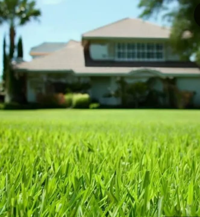 πΊπΈ Premium Hollywood Bermuda (hulled) Grass Seed Drought tolerant πΊπΈ Premium Hollywood Bermuda (hulled) Grass Seed Drought tolerant