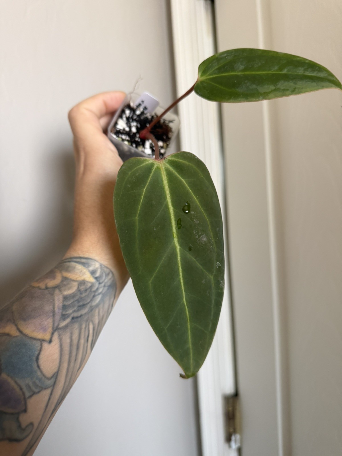 Anthurium (Crystallinum x Magnificum x Subsignatum) ‘Justin’ x Besseae Aff-clone