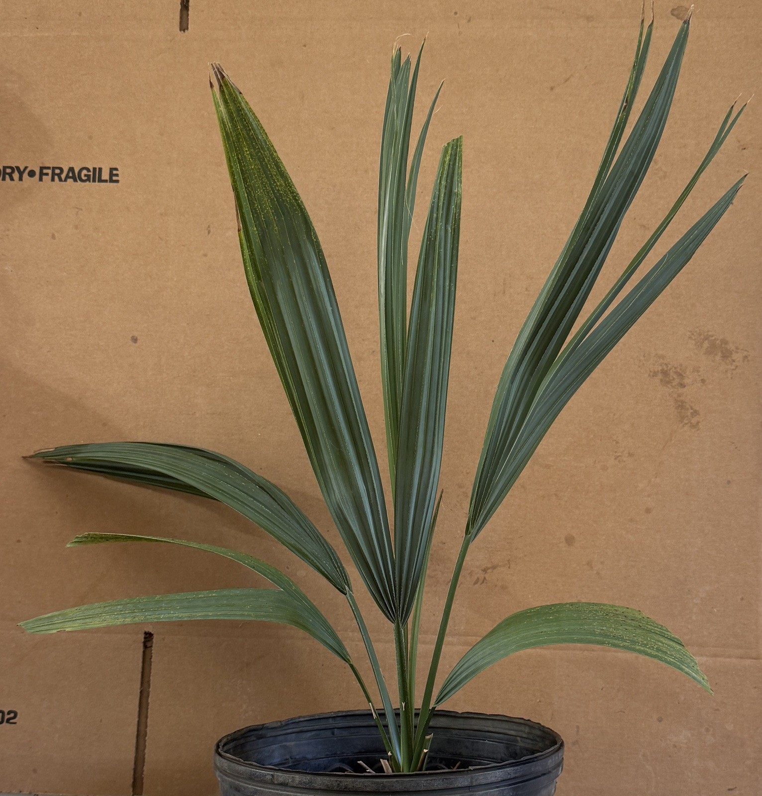 Sabal x brazoriensis 3 Gal 18-20” Very Cold Hardy Palm in zone 7 and 8 in NC Sabal x brazoriensis 3 Gal 18-20” Very Cold Hardy Palm in zone 7 and 8 in NC