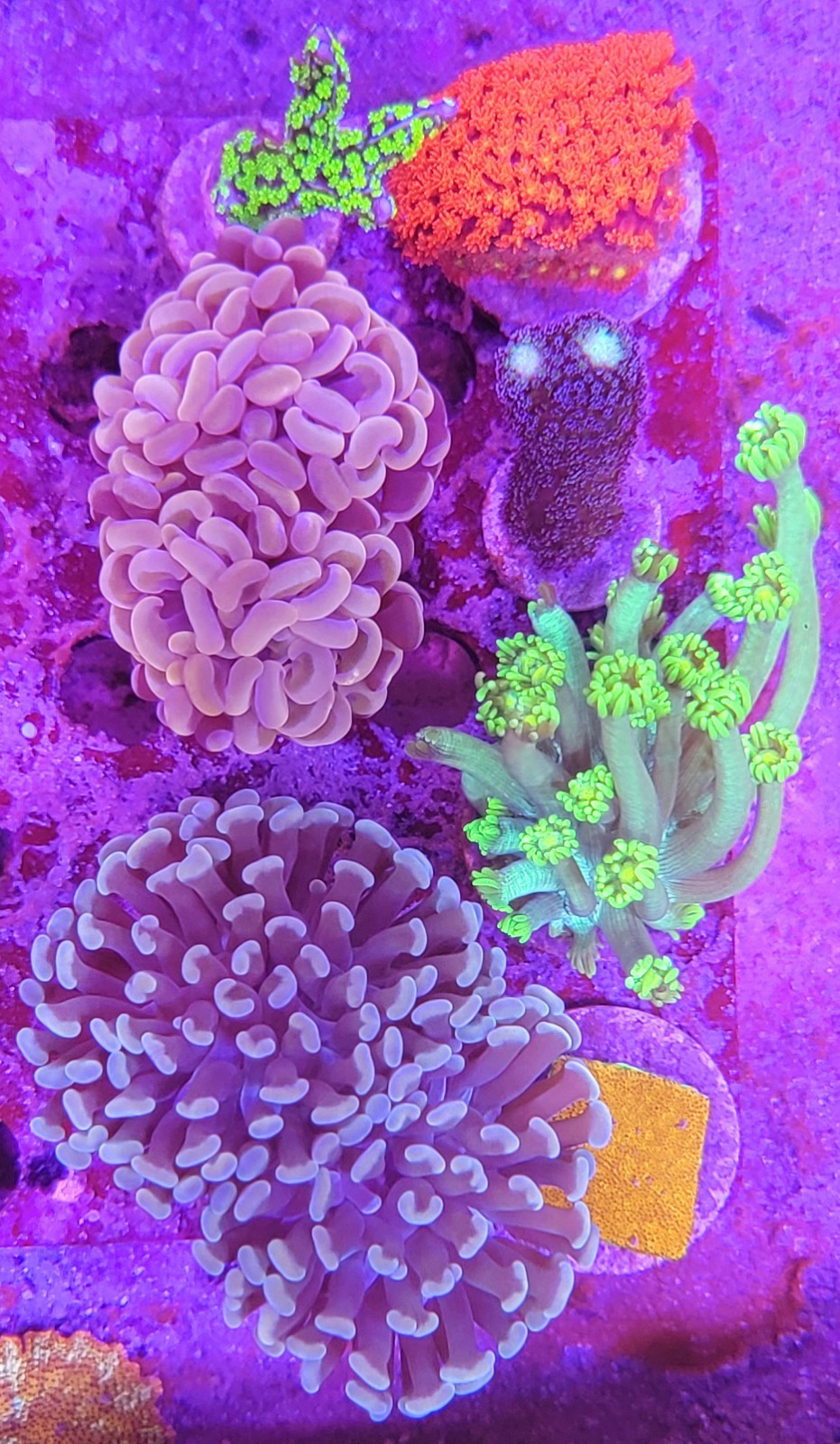WYSIWYG Mixed Reef Pack
