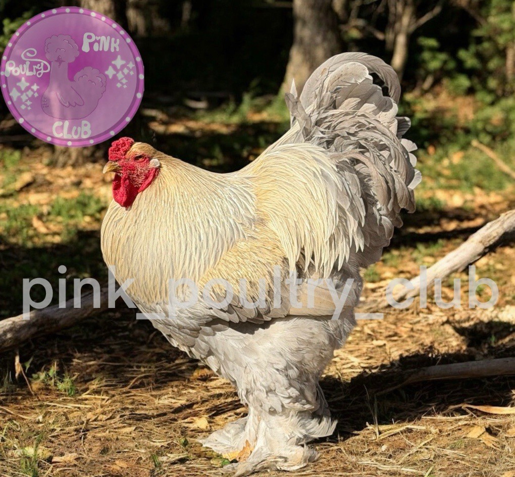 6 RARE high quality Isabella Brahma hatching eggs beautiful lavender chickens 