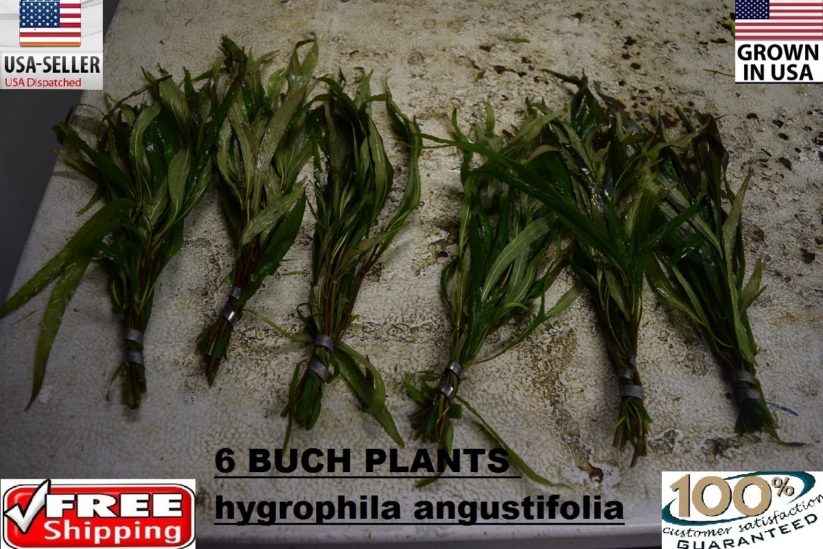 6 bunches Hygrophila Angustifolia plants Easy Aquarium aquascaping planted tank 
