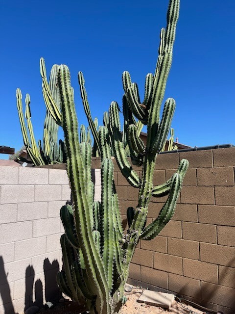Cereus Repandus Cactus 10\ Cereus Repandus Cactus 10\