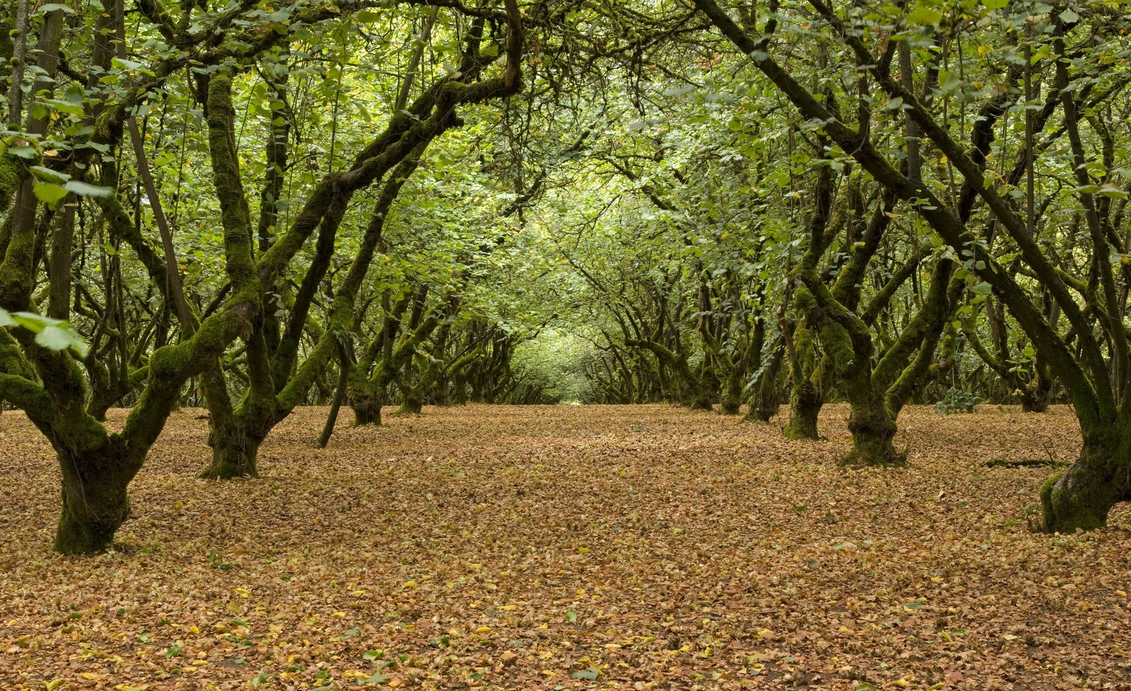 2 American Hazelnut Trees - 6-12\