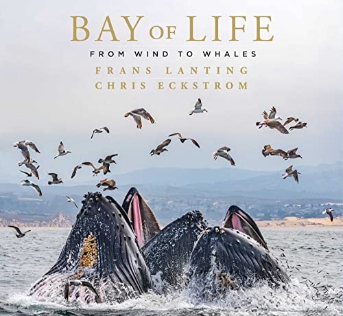 Bay of Life: From Wind to Whales in Publisher Wrap Brand New