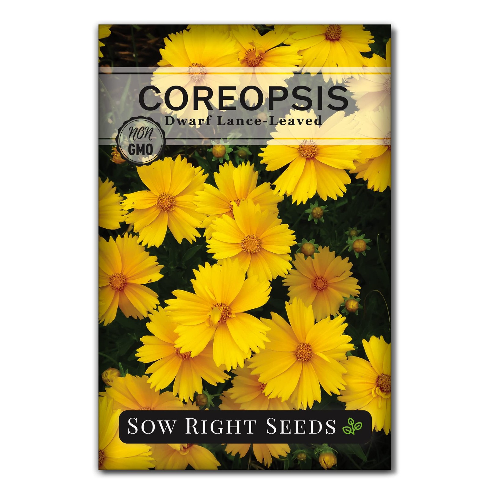 Sow Right Seeds - Dwarf Lance-Leaved Coreopsis for Planting - yellow Sow Right Seeds - Dwarf Lance-Leaved Coreopsis for Planting - yellow