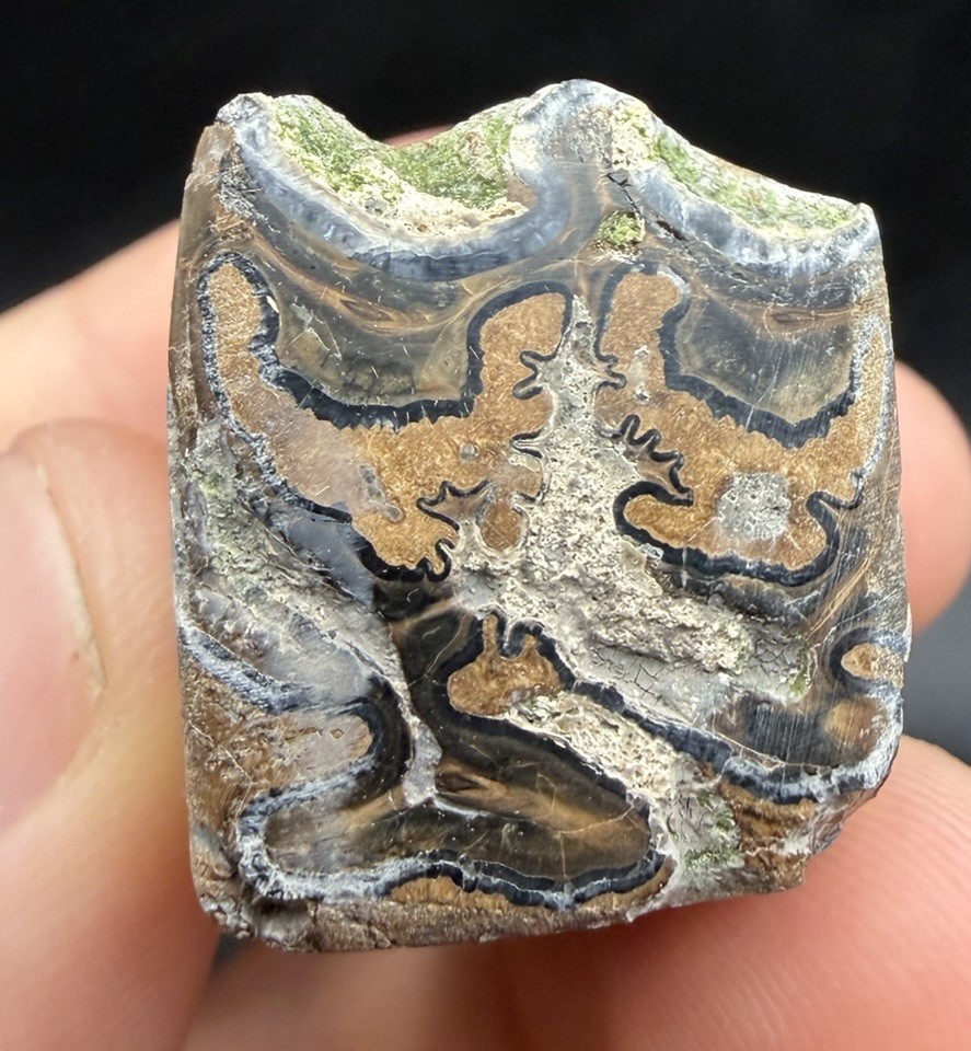 AMAZING FOSSIL HORSE TOOTH - POLISHED
