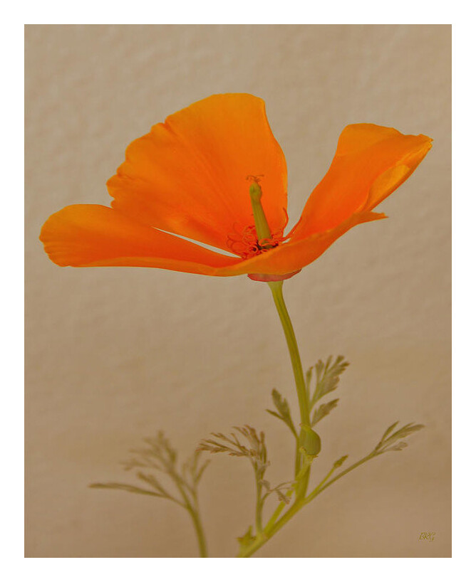 Wild California Poppy No 1, 12\ Wild California Poppy No 1, 12\