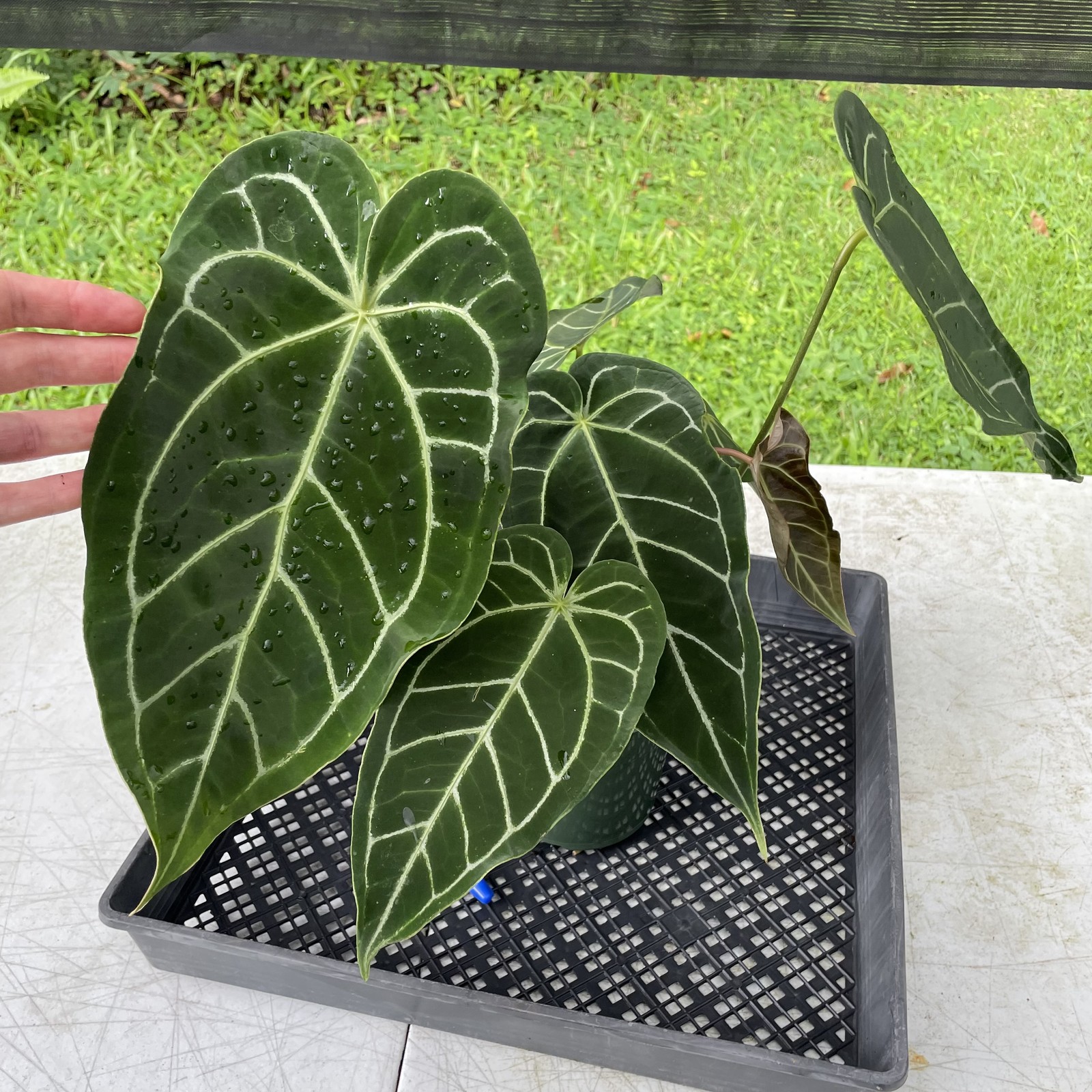 Anthurium Magnificum X Warocqueanum AFF noid, exact plant, Fedex 2day* Anthurium Magnificum X Warocqueanum AFF noid, exact plant, Fedex 2day*