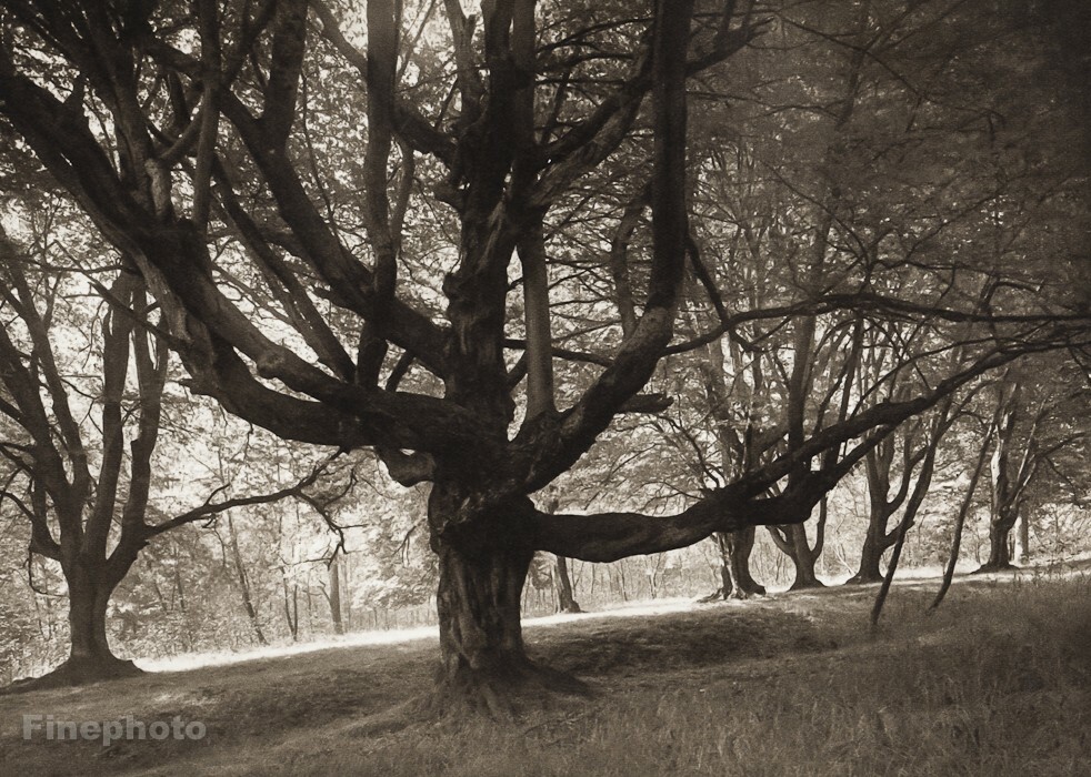 1946/56 Josef Sudek Czech Forest Landscape Hukvaldy Vintage Photo Gravure Art