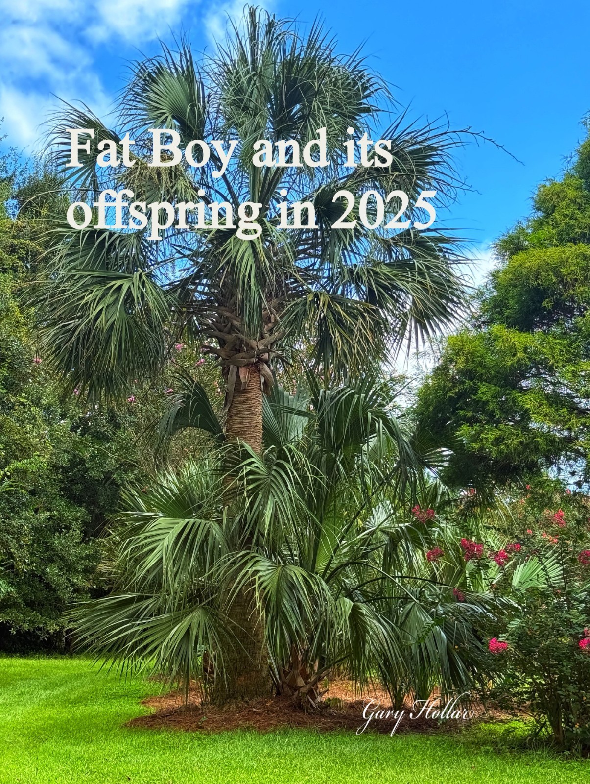 Sabal Palmetto \'Fat Boy\'. 3 gallon. Cold hardy Sabal palmetto zone 8. Sabal Palmetto \'Fat Boy\'. 3 gallon. Cold hardy Sabal palmetto zone 8.