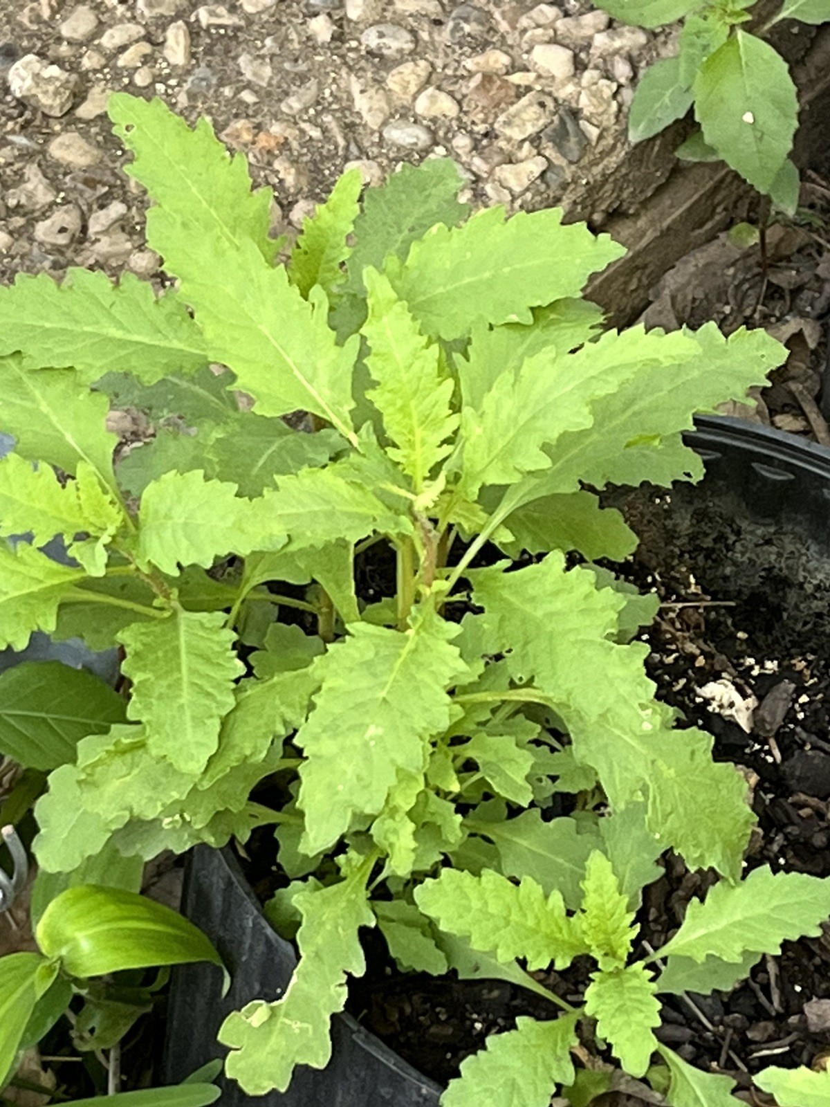-*500 Epazote Seeds Mastruz Chenopodium Ambrosioides Mexican Herb Non-GMO 🌿 -*500 Epazote Seeds Mastruz Chenopodium Ambrosioides Mexican Herb Non-GMO 🌿