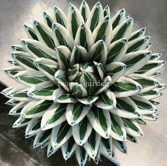 Agave Victori Beautiful Cactus Raresucculent cactus 7-10cm 1PCS