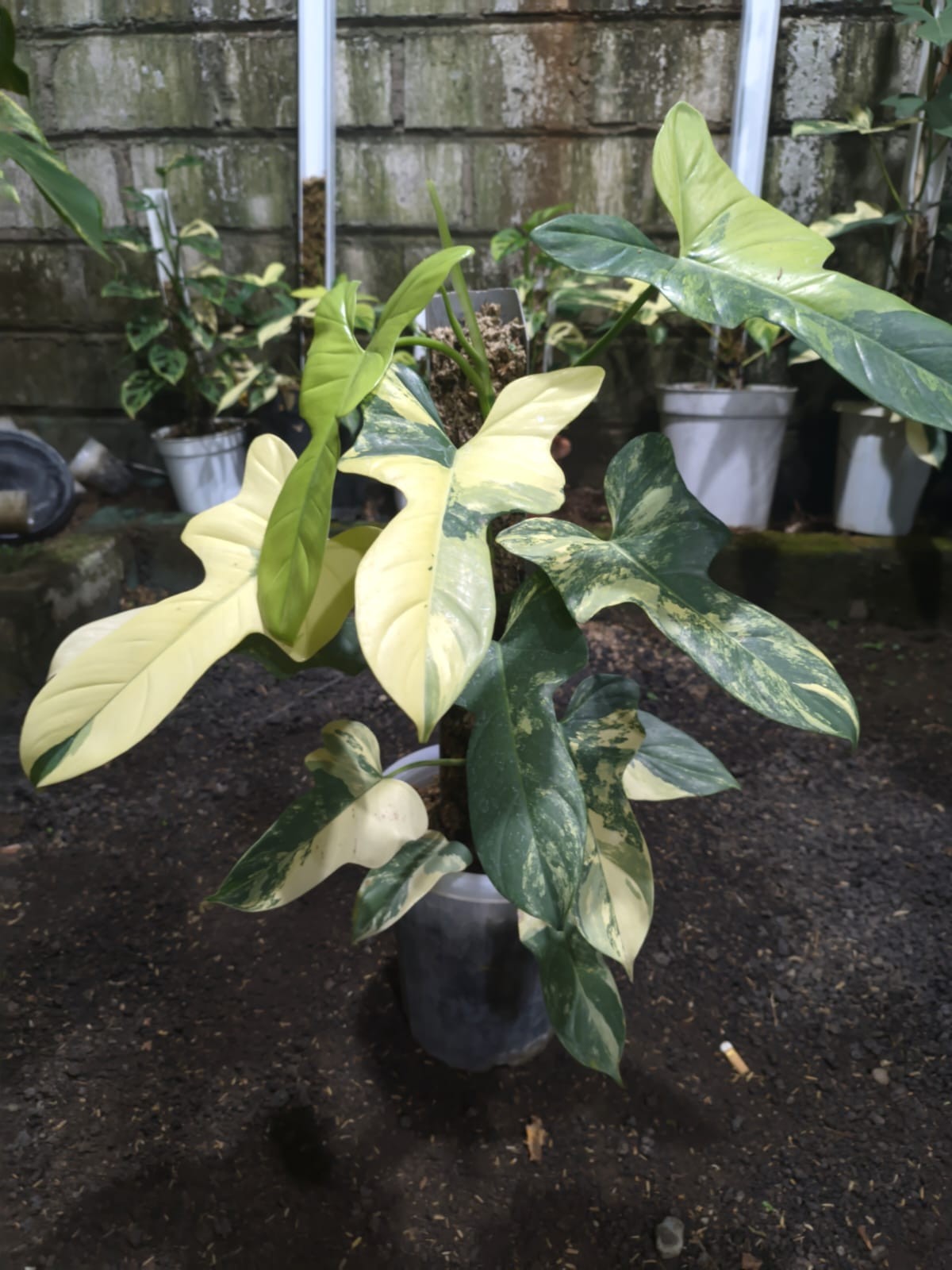 Real Picture Philodendron Bipennifolium Highly Variegated (Violin) Rare Plant