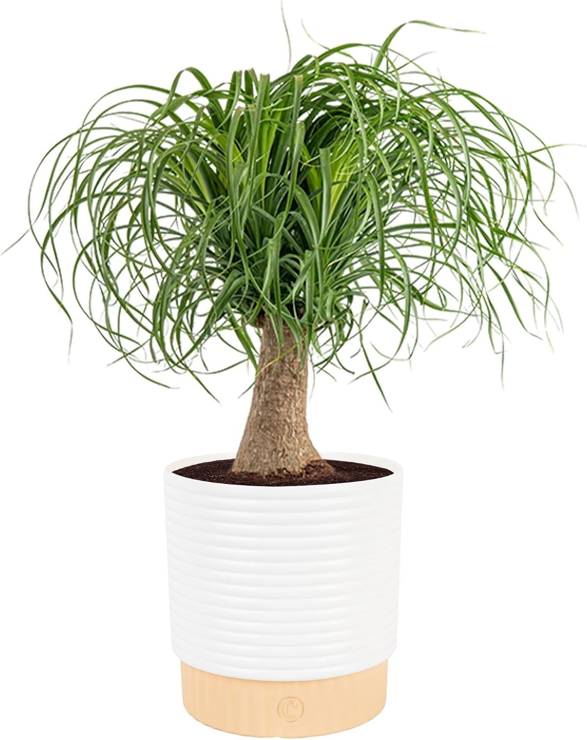 Costa Farms Ponytail Palm Live Plant in Decorative Pot, Easy to Maintain Indo... Costa Farms Ponytail Palm Live Plant in Decorative Pot, Easy to Maintain Indo...