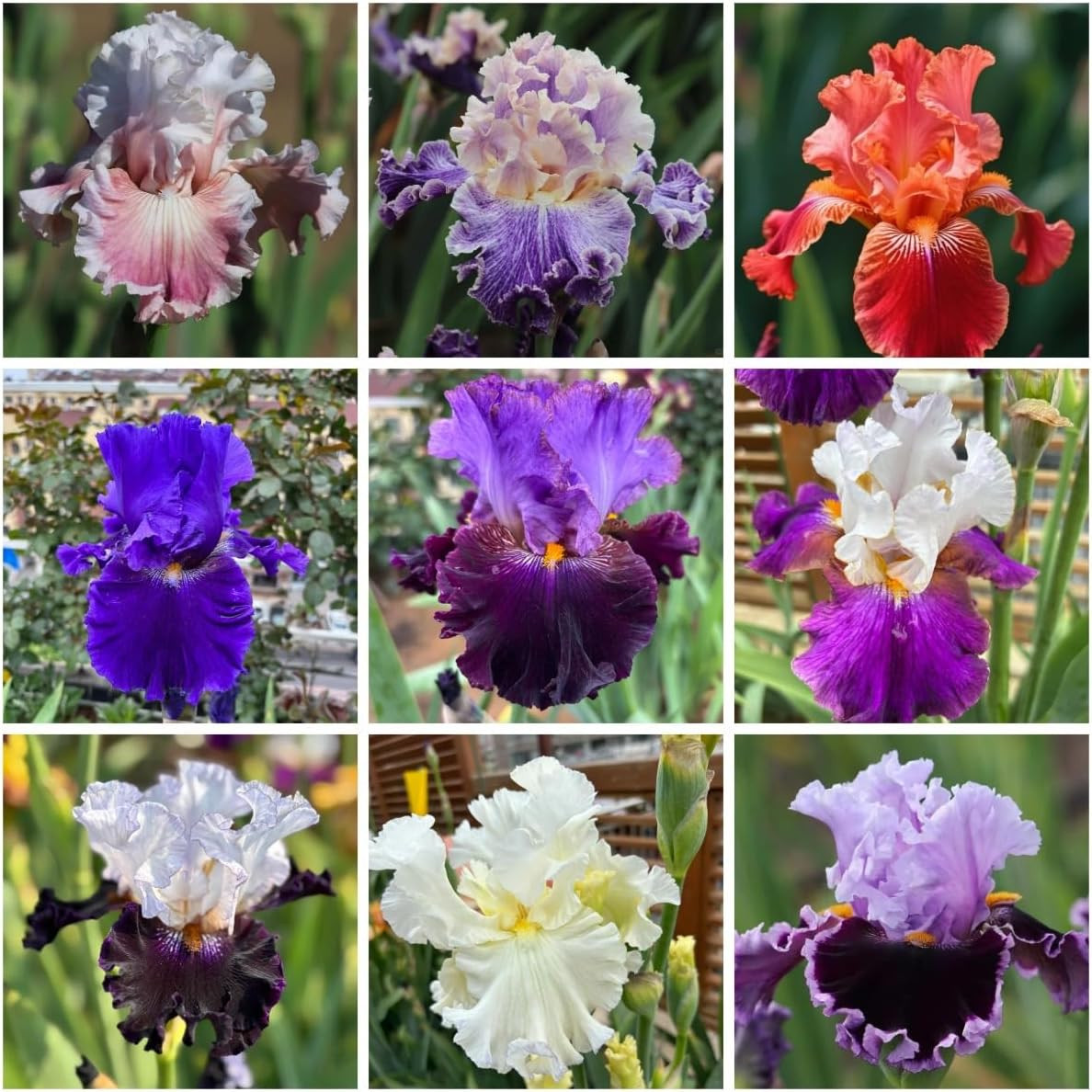200+ Mixed Iris Flower Seeds - Rare & Beautiful Heirloom Varieties, Perennial