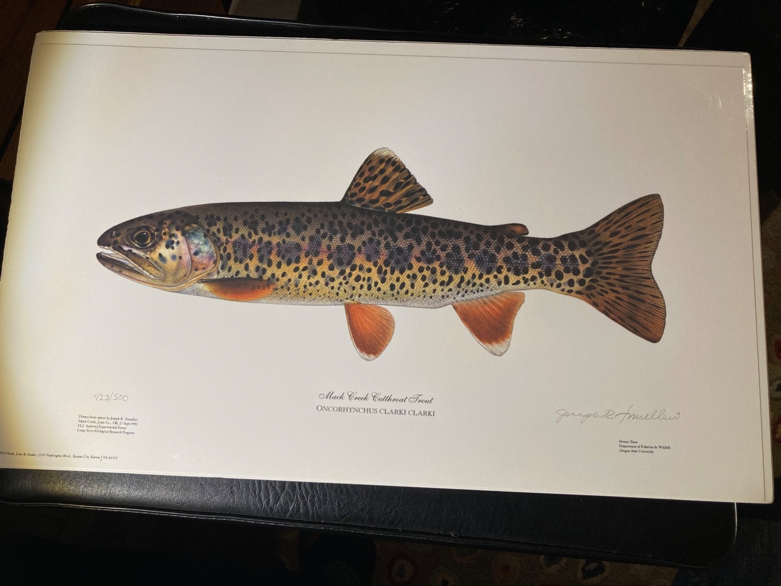 Rare 1992 Cutthroat Trout Giclee Art Print by Joe Tomelleri Hand Signed 422/500 Rare 1992 Cutthroat Trout Giclee Art Print by Joe Tomelleri Hand Signed 422/500