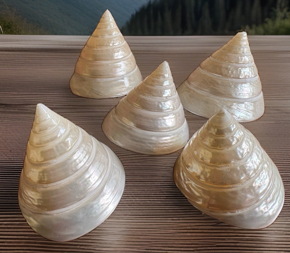 Mother If Pearl Polished Trochus Set Of 5, 2”-2.5” Tall Seashell From Hawaii Mother If Pearl Polished Trochus Set Of 5, 2”-2.5” Tall Seashell From Hawaii