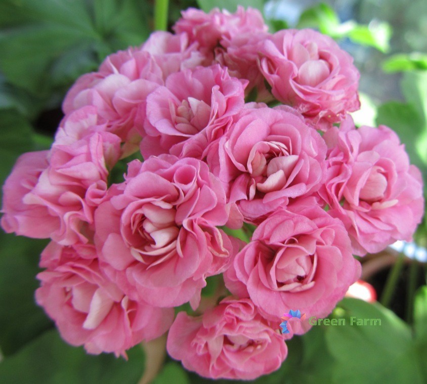 10 Seeds Geranium Swanland Pink Australien Pink Rosebud Pelargonium Home Garden 10 Seeds Geranium Swanland Pink Australien Pink Rosebud Pelargonium Home Garden