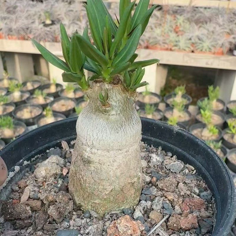 2CM Succulent Cactus Plant Pachypodium Bispinosum Apocynaceae Home Garden Plant
