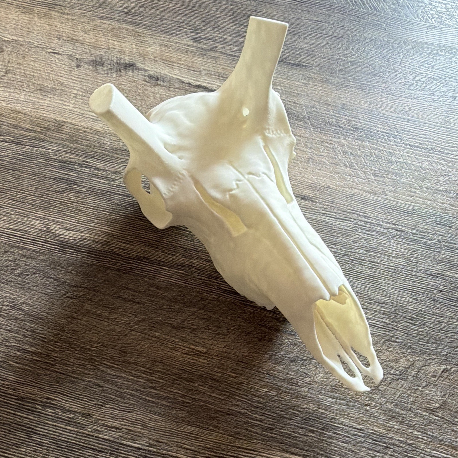 pronghorn - Antelope Euro skull Mount- For Mounting Horns,