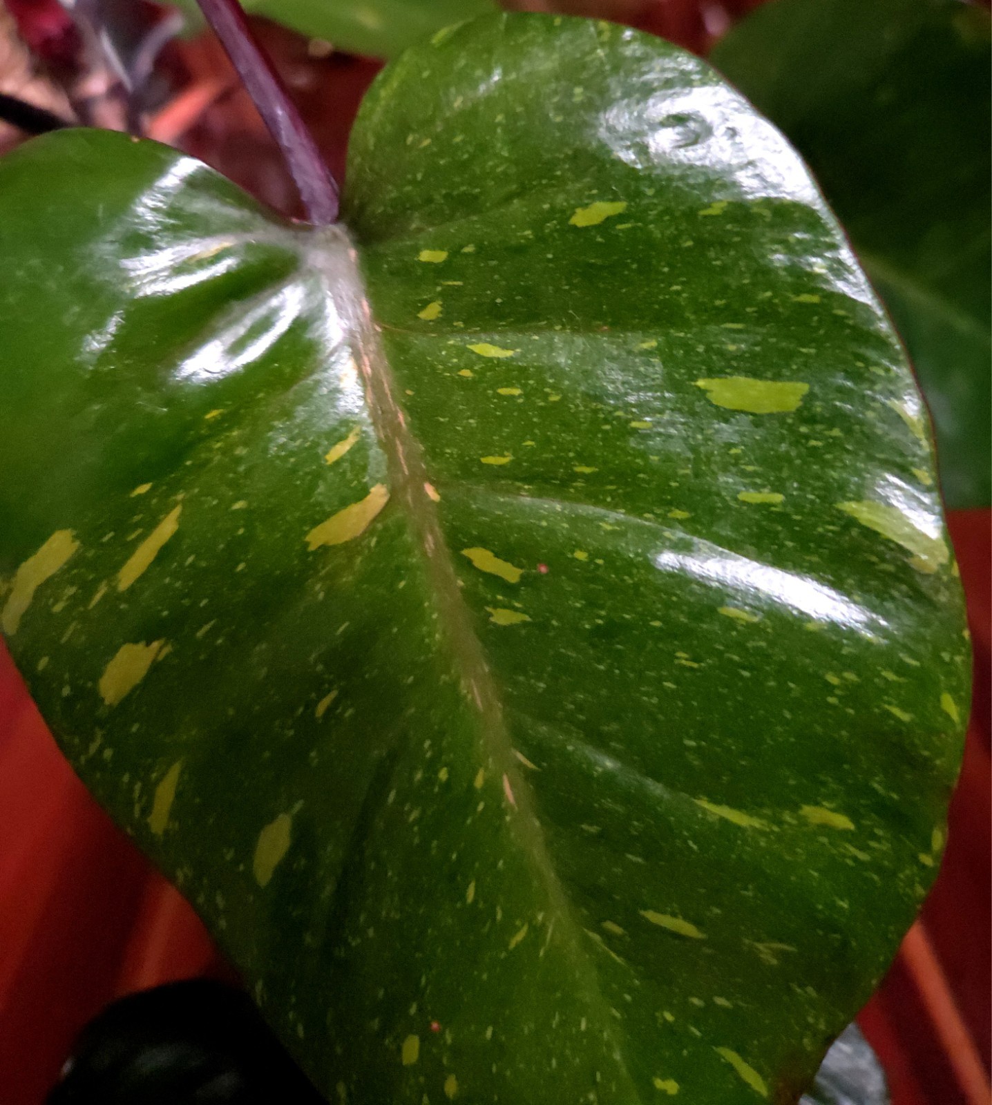Rare XL Philodendron Variegated Royal Queen 22\