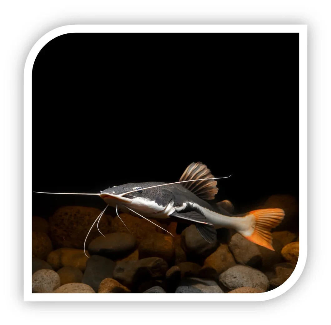 Redtail Catfish 1.5-2.0” – Live South American Predator Freshwater Aquarium Fish