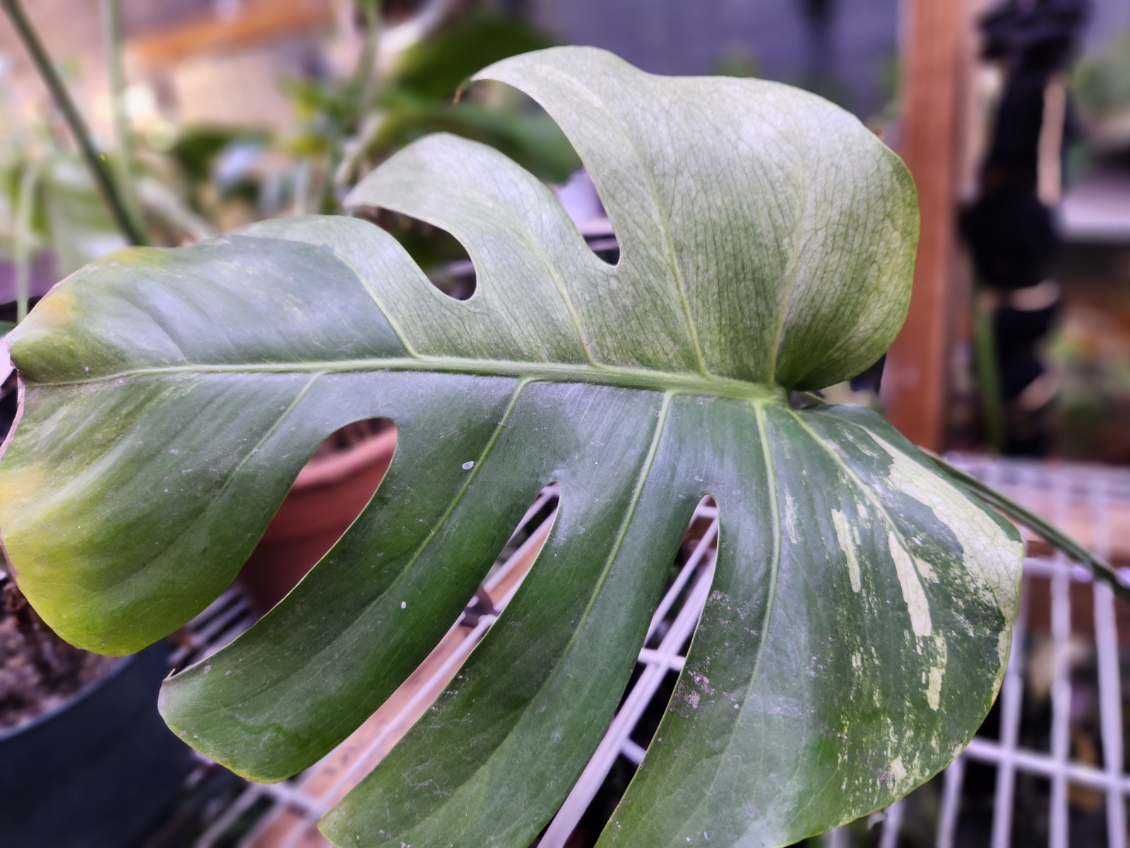 RARE CONNOISSEUR AROID: 5-Leaf Variegated Jungle Mint Monstera Fenestrated 