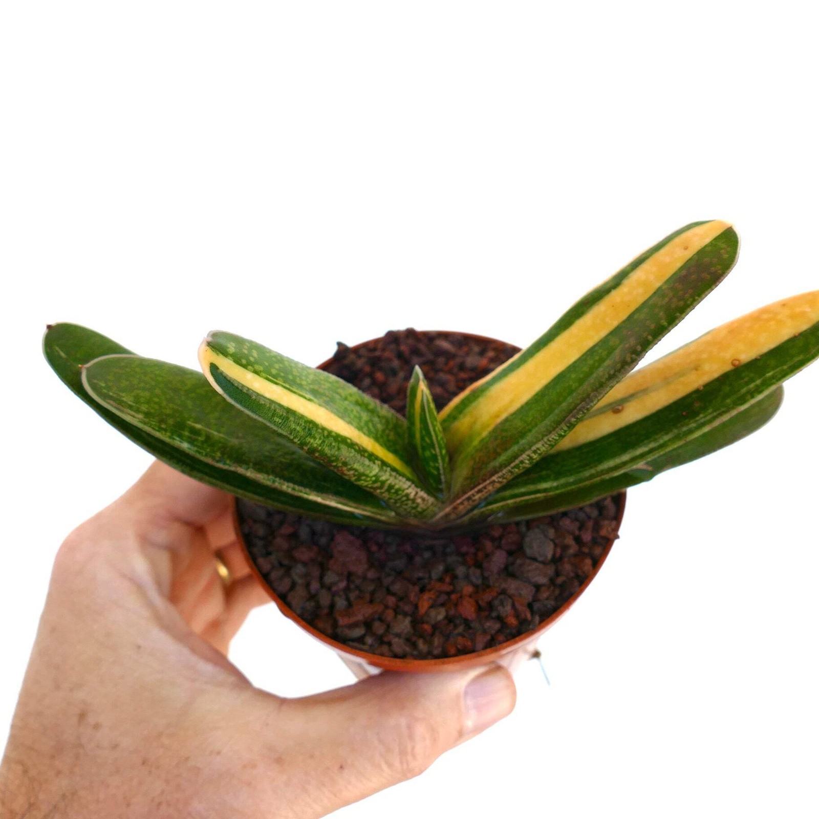 Gasteria carinata cv. 'Rainbow' VARIEGATED - Bredasdorp gasteria | Carinate gast
