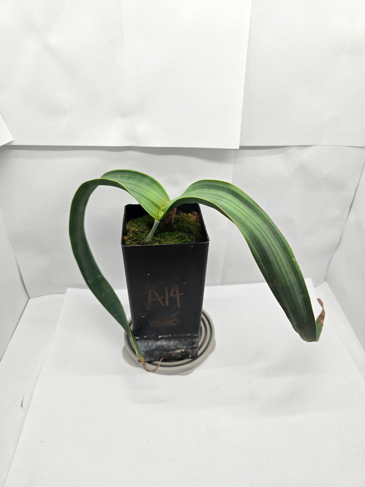 Welwitschia mirabilis - 1 year old seedling Welwitschia mirabilis - 1 year old seedling