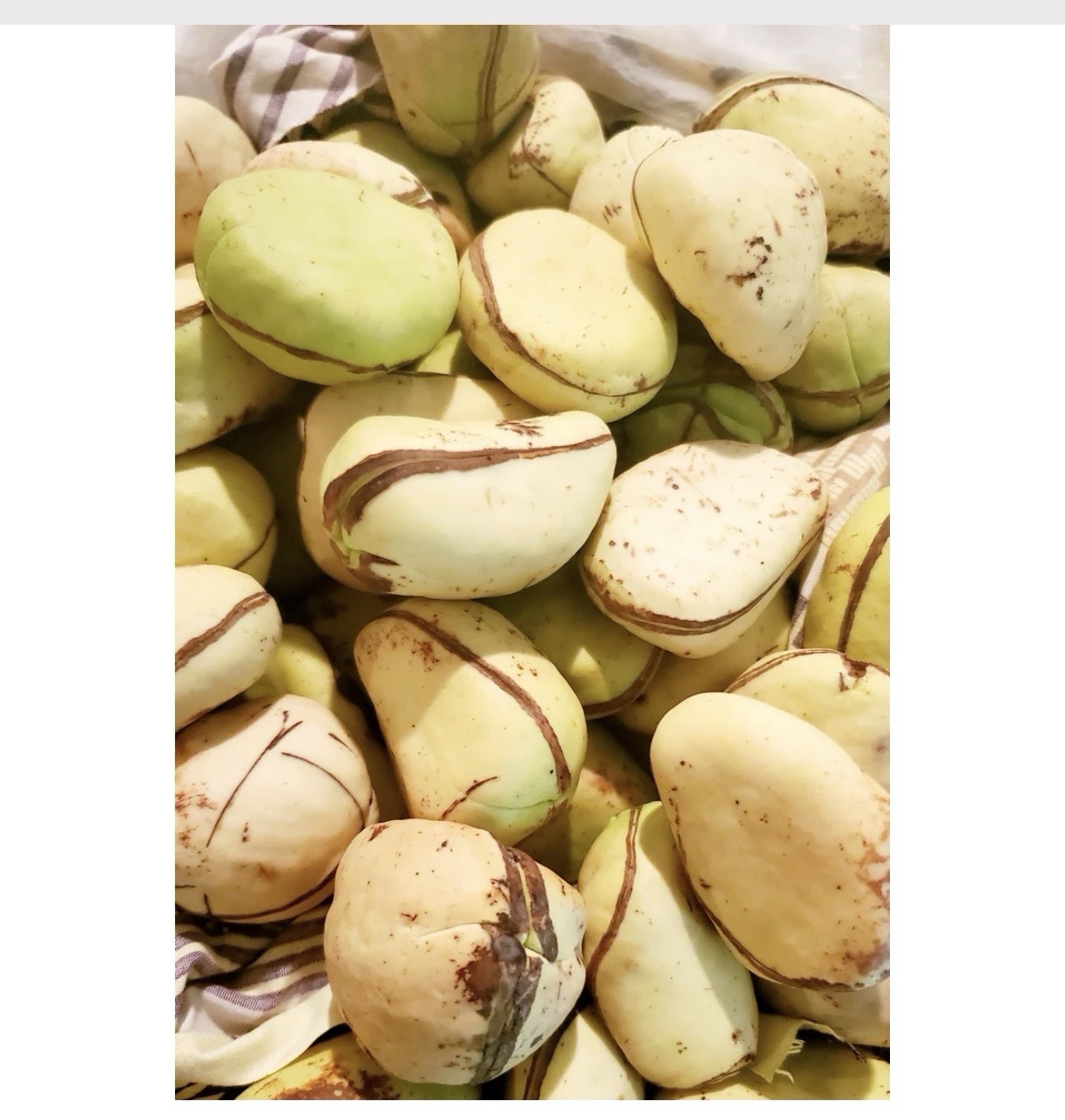 fresh kola nuts 10 in a bag fresh kola nuts 10 in a bag