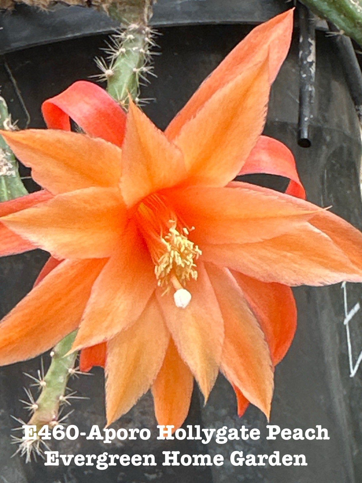 Rooted Epiphyllum Orchid Cactus “Aporo Hollygate Peach” Growing In 4” Pot. Rooted Epiphyllum Orchid Cactus “Aporo Hollygate Peach” Growing In 4” Pot.