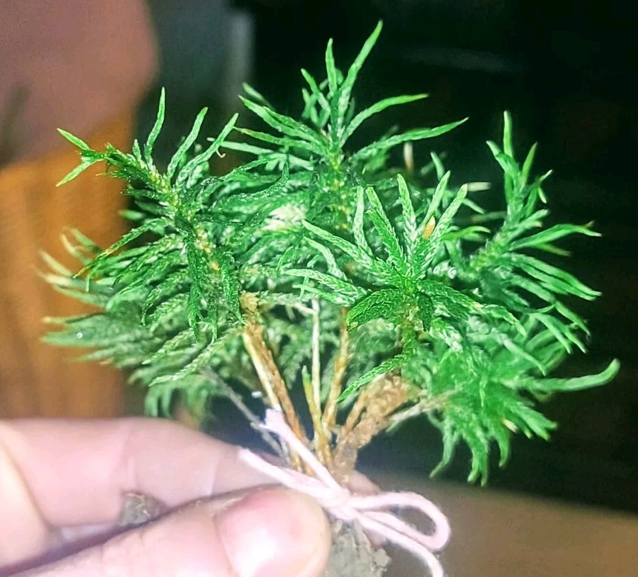 Hand Selected Live Organic Tree Moss Buy 10 pcs Get 10 Free 20 Pieces Total ⭐🌟 Hand Selected Live Organic Tree Moss Buy 10 pcs Get 10 Free 20 Pieces Total ⭐🌟