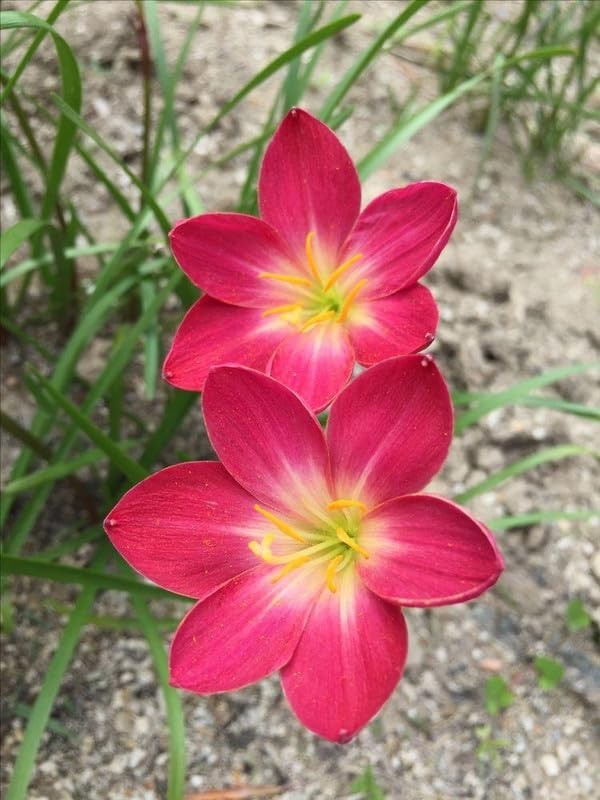 Pretty Imported Double Rain Lily Red Colour Flower Bulbs Pack Of 2 Bulbs