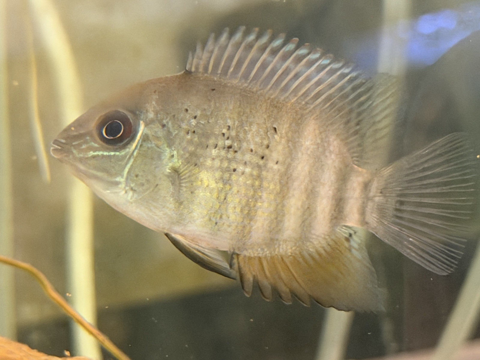 X2 Hero Liberfi Severums RARE (mouth Brooder)2.5-3 inch 
