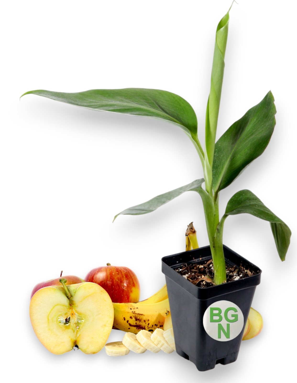 Dwarf Brazilian Banana Plant – Hawaiian Apple Banana - Live Plant Dwarf Brazilian Banana Plant – Hawaiian Apple Banana - Live Plant