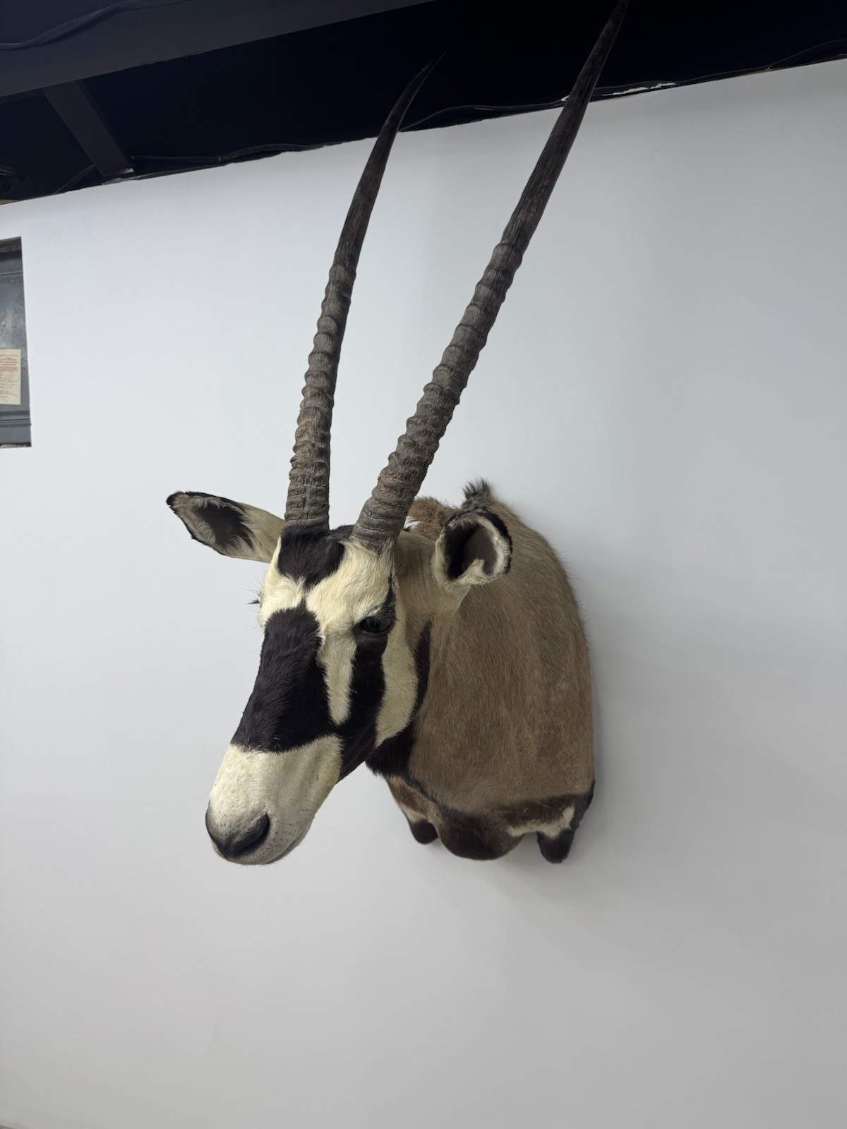 Premium Gemsbok Shoulder Mount – Trophy Grade