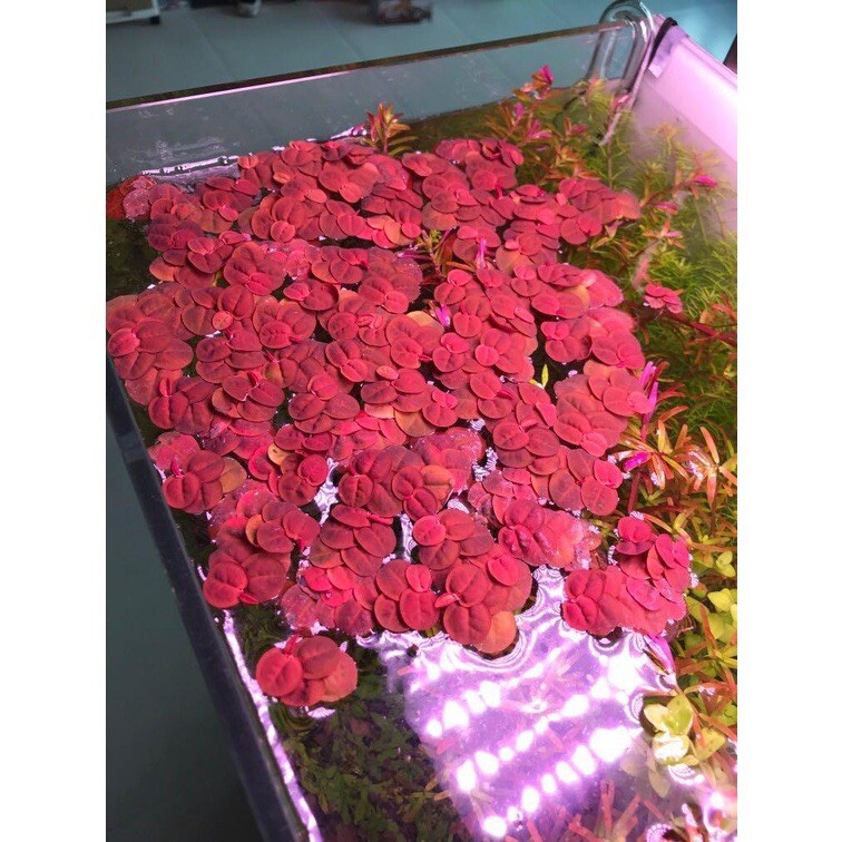 15 Nickel Size Red Root Floaters Live aquarium plants beautiful Floaters