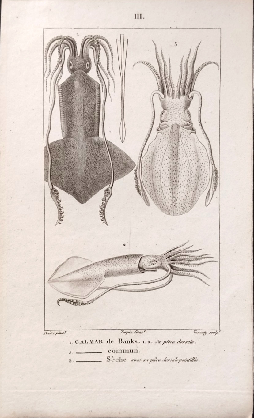 Prêtre Turpin Turcaly Engraved Squid by Banks Edition BATELLI Florence 1816