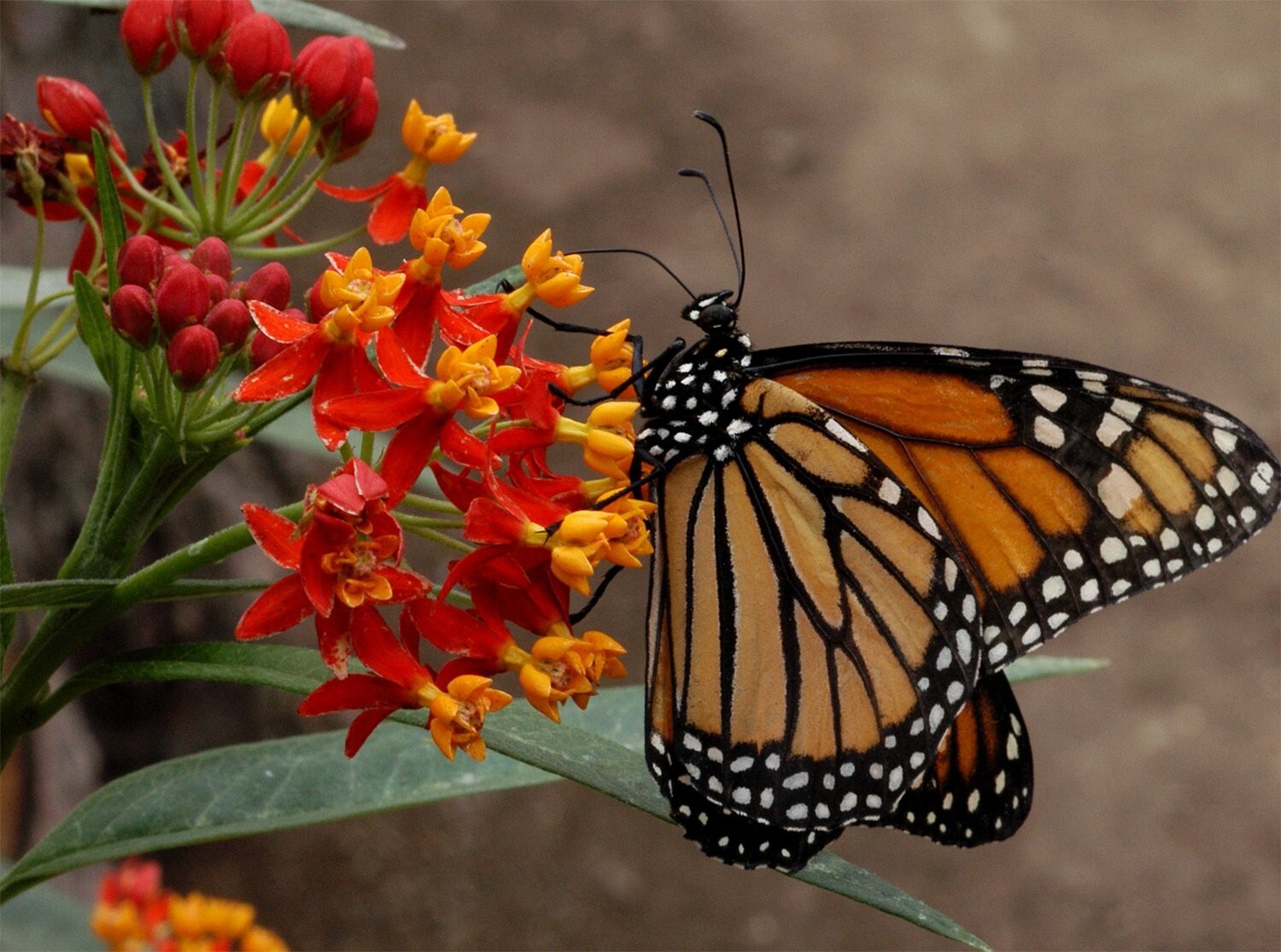 Blood Flower Seeds, Tropical Milkweed, Mexican Butterfly Weed, 