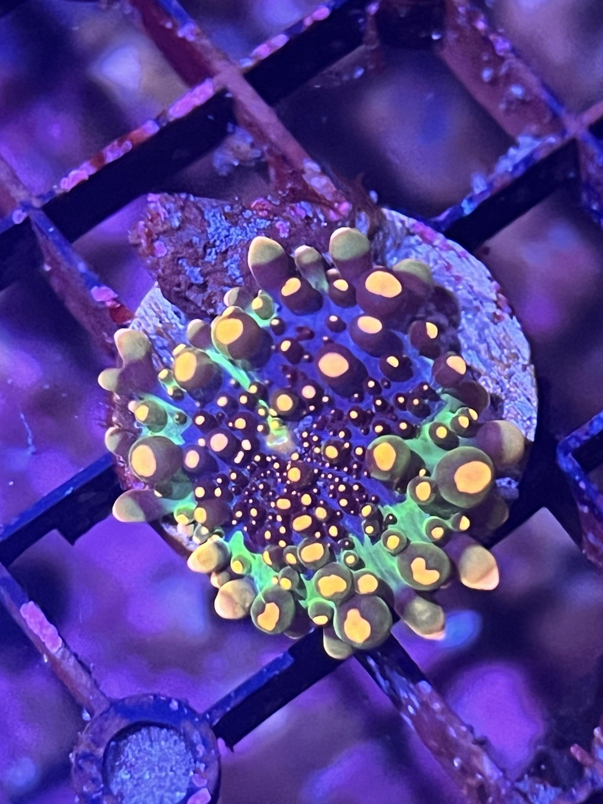 LPS WYSIWYG OG Godzilla mushroom Coral LPS WYSIWYG OG Godzilla mushroom Coral