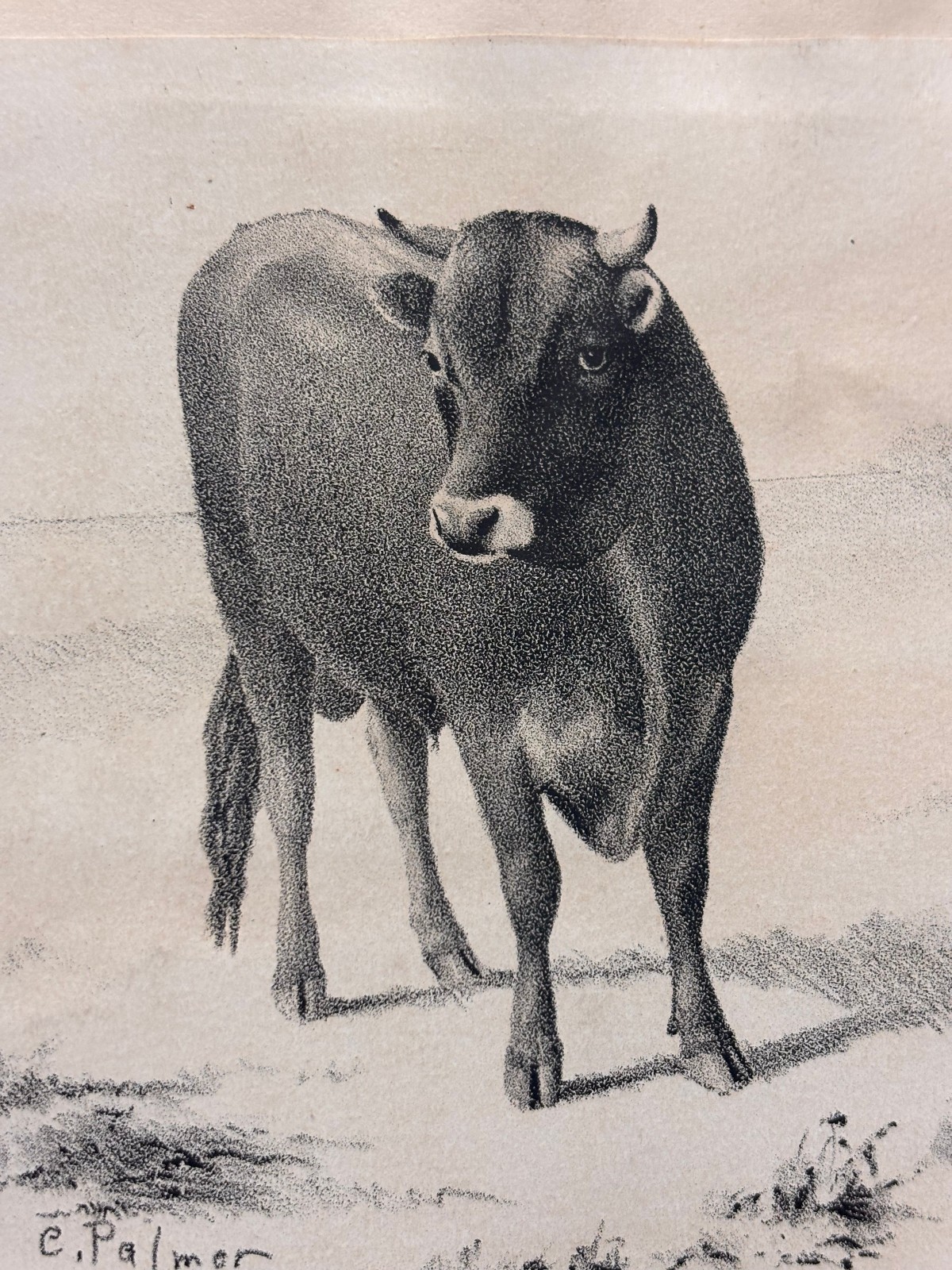 Bull Lithograph Antique Frontal Portrait C Palmer 1870s Cattle Devon Kerry Farm