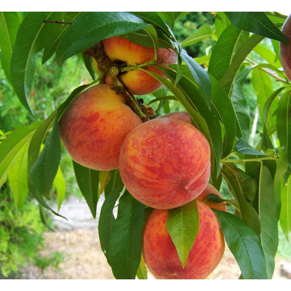 3 Ft. Frost Peach Tree Semi Dwarf with Cold Hardy and Delicious Fruit 3 Ft. Frost Peach Tree Semi Dwarf with Cold Hardy and Delicious Fruit