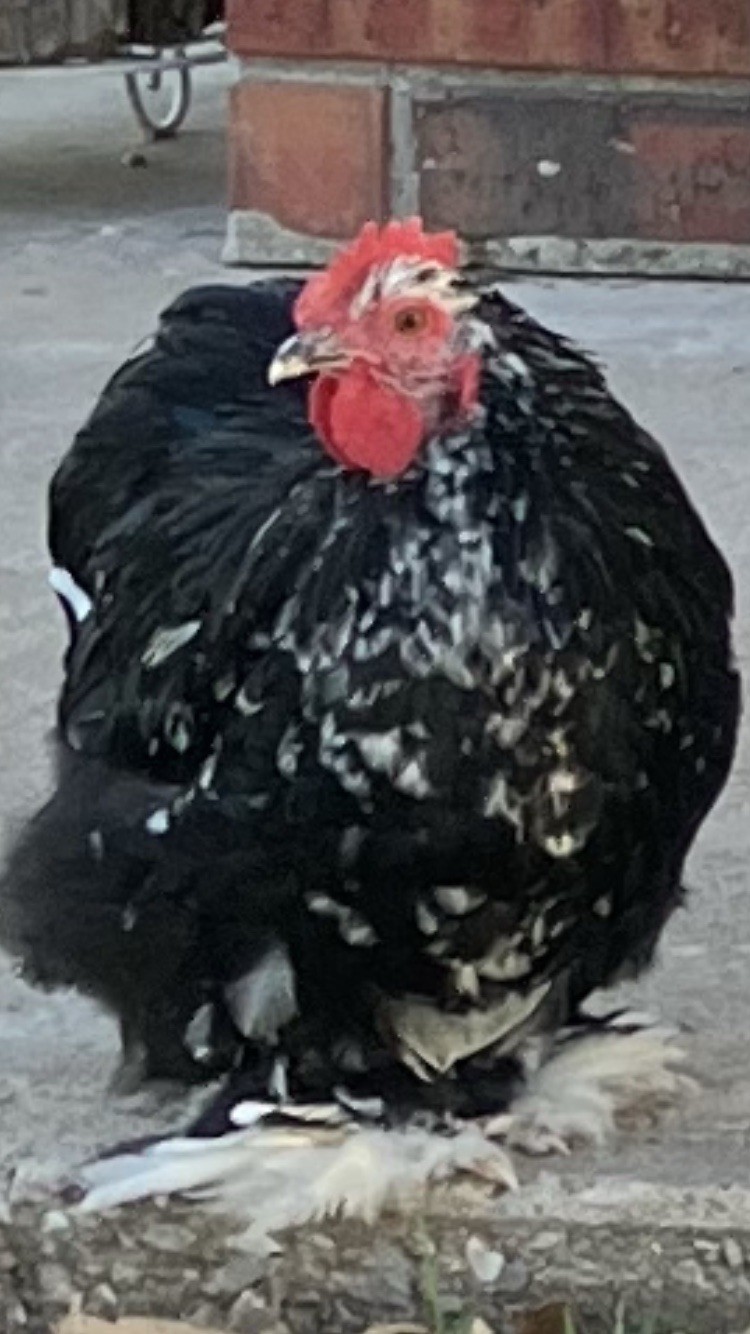 6 + Black Mottled Cochin Bantam Hatching Eggs 6 + Black Mottled Cochin Bantam Hatching Eggs