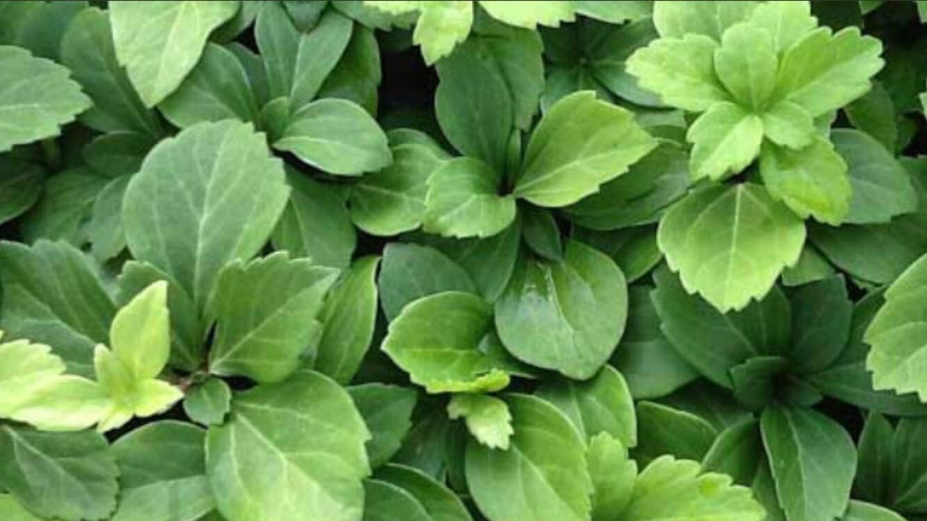 pachysandra terminalis 100 bare root plants pachysandra terminalis 100 bare root plants