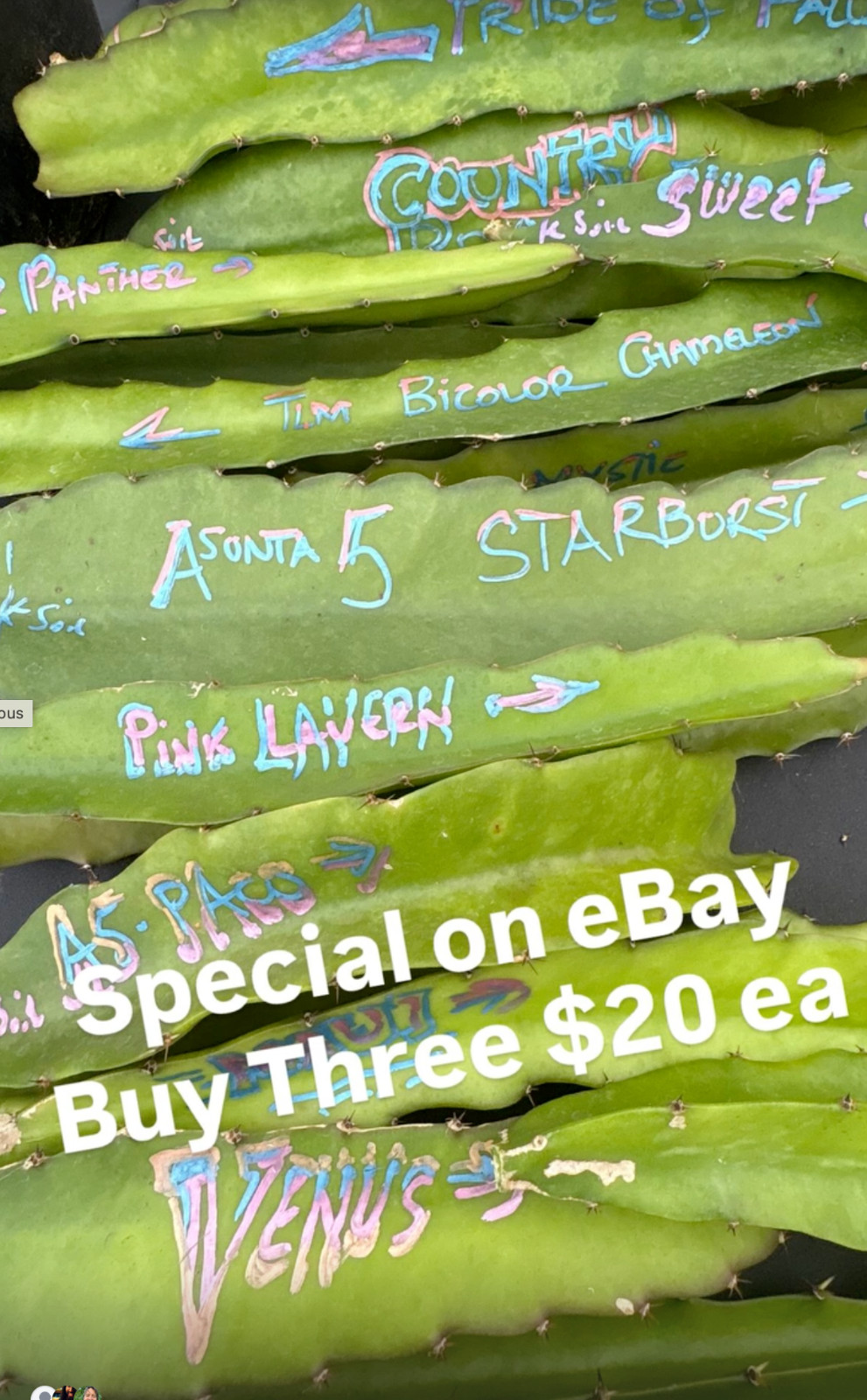 LTD EDITION Tasty  Dragon Fruit Starter Plants Many varieties available